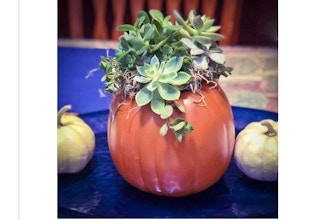 Plant Nite: Craft Pumpkin Succulent Garden (Ages 13+)
